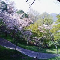 4月上旬　嵐山夜桜